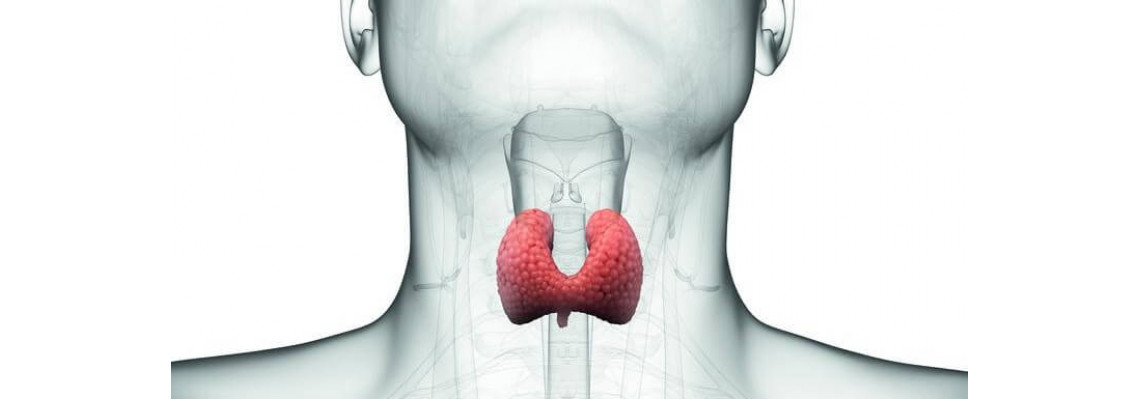 Щитовидна жлеза - какво да ядем и какви витамини да приемаме?